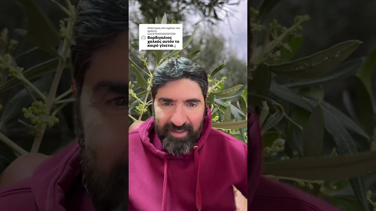 Ψεκασμός με βορδιγάλειο πολτό στην Ελιά 