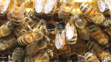 Honeybee Nucleus installation