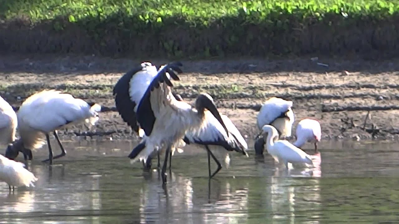 dsc-hx200v firmware update Birds at Pond in Florida