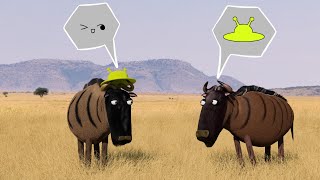 Savanna version - Wildebeest wearing Hat by Liuyu Animation 35,822 views 10 months ago 2 minutes, 46 seconds