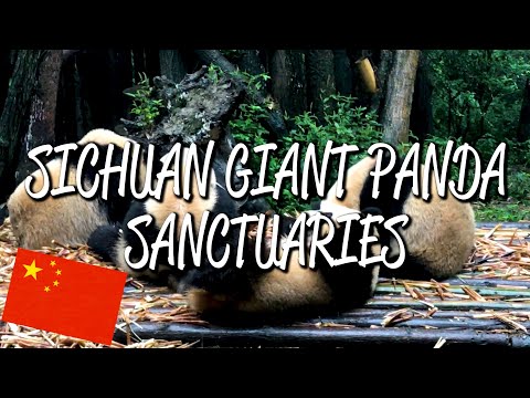 Sichuan Giant Panda Sanctuaries - UNESCO World Heritage Site