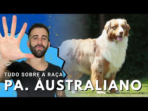 Vídeo: Raça De Cães Pastor Australianos Hipoalergênicos, De Saúde E De Longevidade