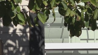 Stockton Mayor Christina Fugazi’s home struck by gunfire
