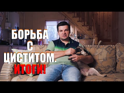 Цистит у собак. Мопс и его здоровье, итоги!