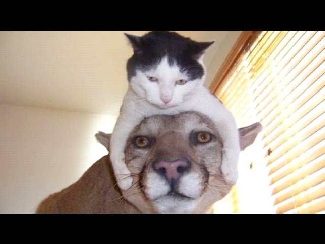 The funniest and most hilarious ANIMAL videos #1 - Funny animal compilation  - Watch & laugh! - YouTube