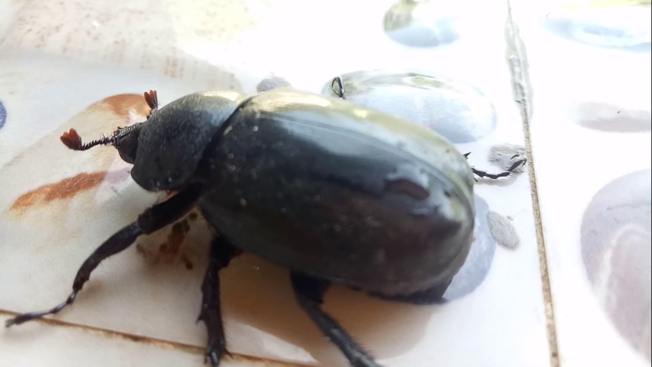 Bigger Beetle សត្វកញ្ចែ Beetle Animal Life - YouTube