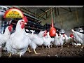 How To Do Successful Broiler Production ?