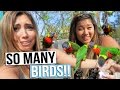 WE GOT ATTACKED BY BIRDS