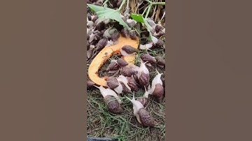 Ốc sên bạch ăn bí đỏ #ocsenbach #ốcsên #ốcsênviệtnam #snail