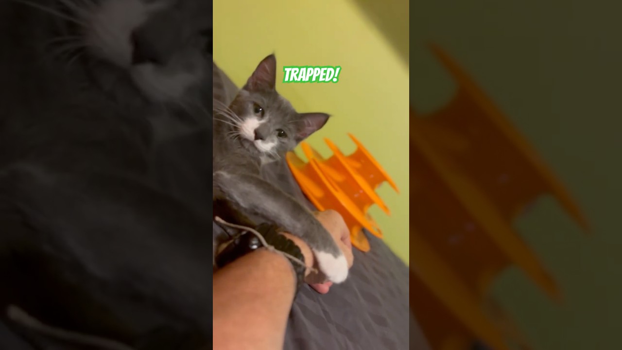 I got trapped by Pierre The Cat 🙀