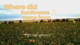 The Global Journey Of Sunflowers From Europe To Russia & North America History & Modern Farming