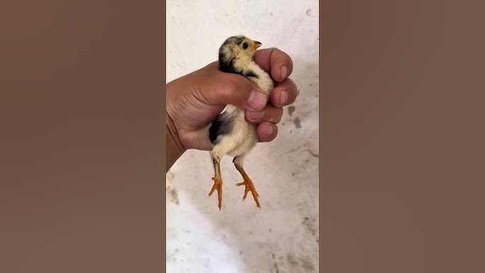 Kira malika video hd porno