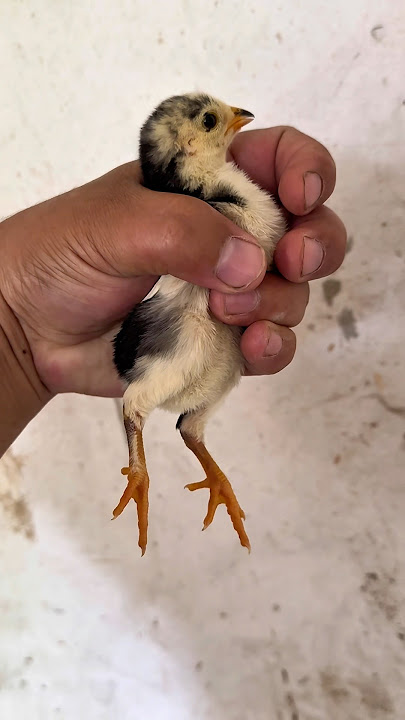 Nipellar sorish va sikish