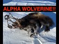 S21ep5 the trifecta trapped a wolverine lynx and a marten lets gooo