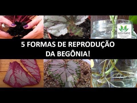 Vídeo: Begônia tigre: cuidado e reprodução