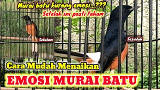 CARA MENAIKAN EMOSI MURAI BATU || COCOK UNTUK MURAI BATU KURANG EMOSI DAN KURANG NGOTOT