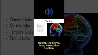 Trauma, the Frontal lobe, + executive function