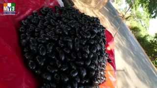 EXOTIC FRUIT | BLACK JAMUN | Black Plum street food