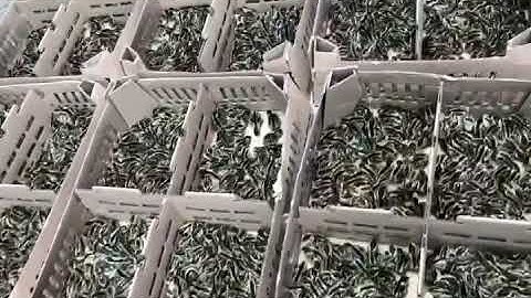 CÚT GIỐNG ĐẠT CHUẨN GIAO HÀNG MIỀN NAM, MIỀN TRUNG,MIỀN TÂY, MIỀN ĐÔNG |0976629090