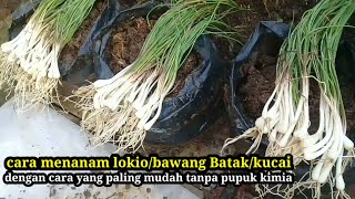 CARA LENGKAP MENANAM LOKIO/BAWANG BATAK/KUCAI SAMPAI PANEN #garden #viral