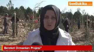 Bereket Ormanları Projesi