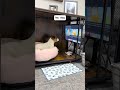 Other peoples dogs VS My dog. #usa #tiktok #funny #dogs #dog... #Shorts #yedda.catharine