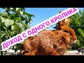 КАКОЙ ДОХОД С ОДНОГО КРОЛИКА //Жизнь в деревне !!!