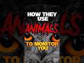 MONITORING SPIRITS - How They Use ANIMALS 🐭 To Monitor YOU