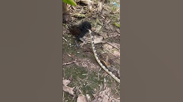 #природа #карелия #лиса 아기새가 뱀을 먹어요 #shorts