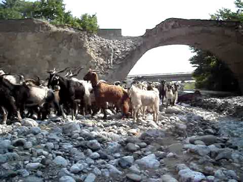 greek herd of goats youtube
