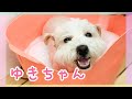 ゆきちゃん（ウェスティ）のシャンプーカットの様子【大阪市旭区高殿ペットケアサロンAnneve】