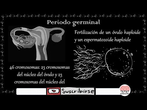 Vídeo: Què passa en el període germinal?