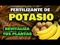 Té de Plátano y Patata 🍌 Fertilizante CASERO de Potasio 🥔 Abono Fácil y Orgánico para Plantas