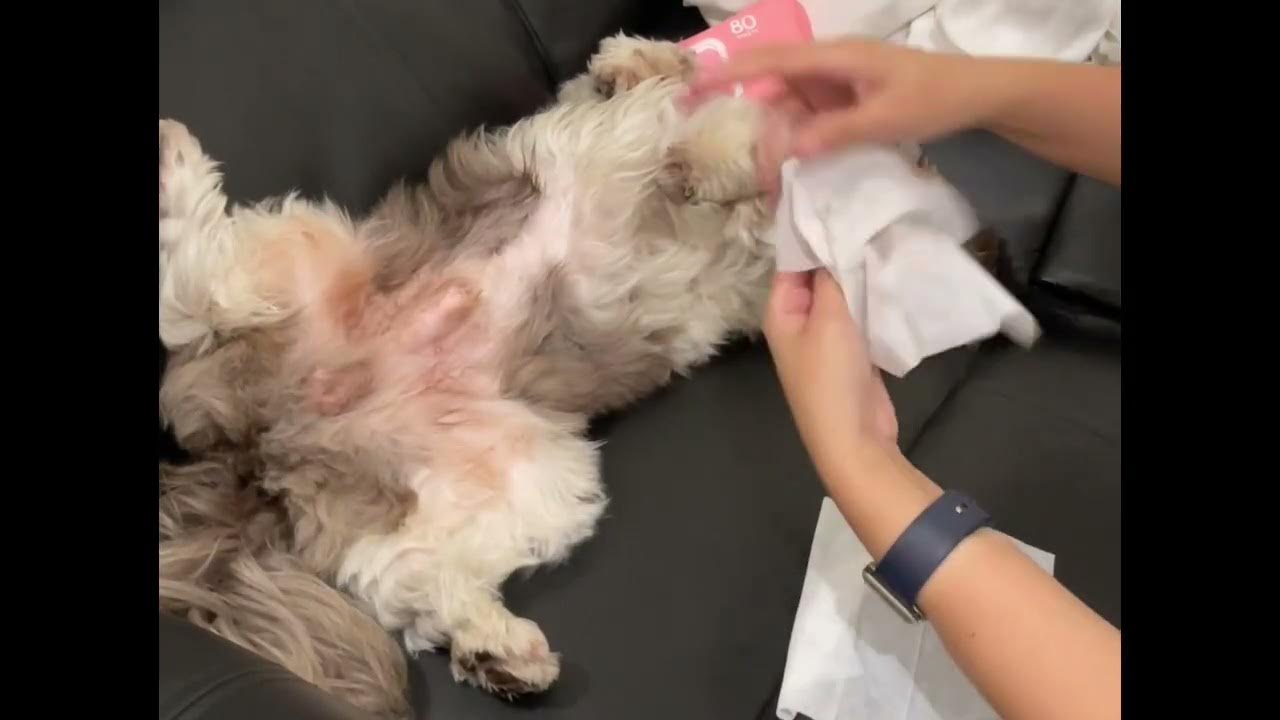 Cleaning Shih Tzu’s Face and Paws Cute Dog Videos Philippines dogs