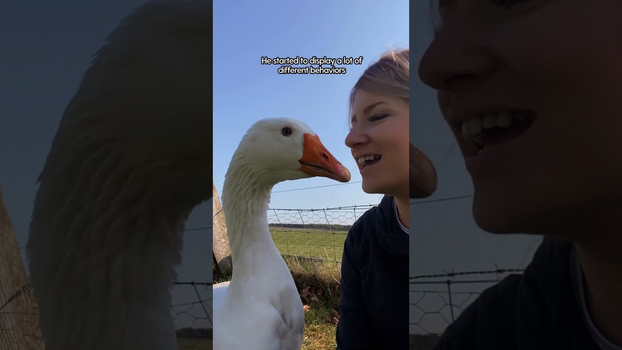 Goose Thinks She S His Wife The Dodo