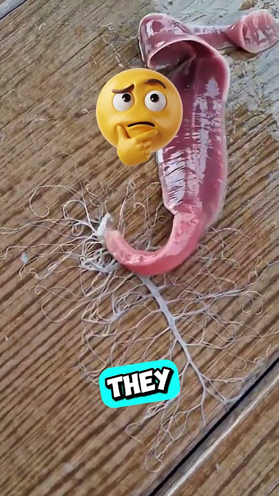 If You See This Tiny Ribbon Worm, Don’t Touch It 😨