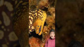 The Fangtooth Moray Eel is TERRIFYING