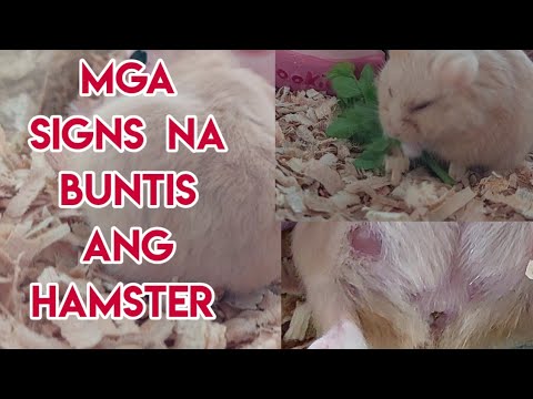 Video: Paano Suriin ang Mga Mata ng Aso: 14 Mga Hakbang (na may Mga Larawan)