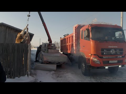 В Аскизском районе стабилизируется ситуация с узелковым дерматитом