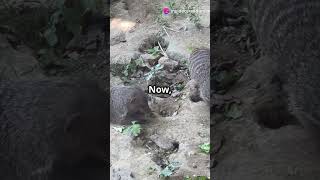 Random Animal Facts - Armadillos