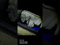 5月16日ぼろぼろに崩れる遺体