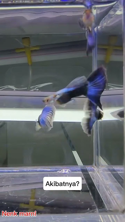 Kenapa Air Keruh Bikin Guppy Stres? Ini Penjelasannya#videoshort #caramerawatikanguppy #ikan