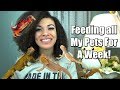 Feeding All My Pets For a Week!!