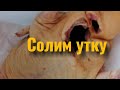 Дела житейские. Как хранить лук севок. Солим утку.