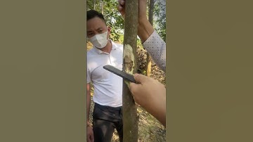 Giống dó quyết định trên 90% sự thành công của ngành trầm hương #tramhuong #agarwood #caygiong