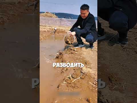 Зачем в России лягушачьи фермы ? 🐸