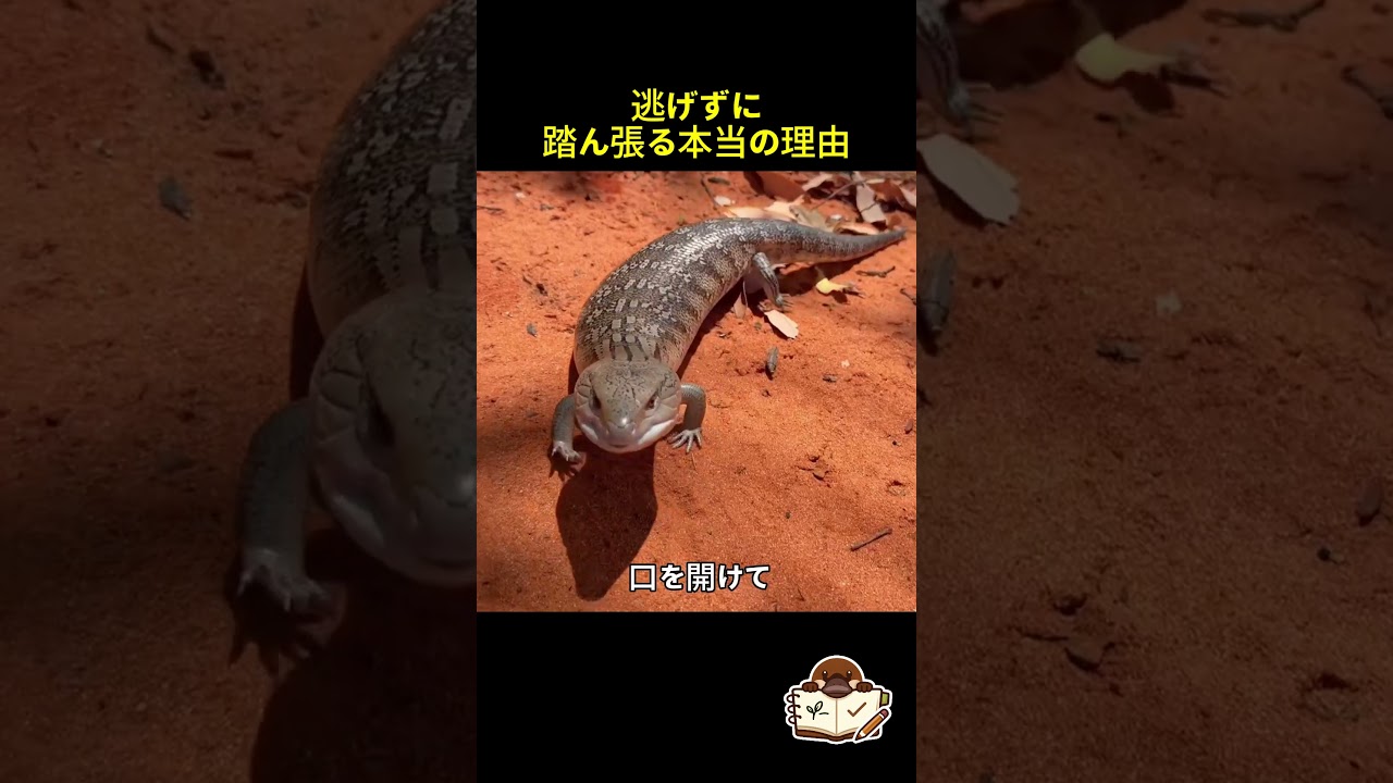 舌を出すトカゲの正体…実は危険じゃない驚きの理由