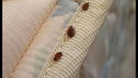 Bed Bugs In Wenatchee, WA by Alpine Pest Management