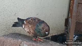  Rajasthani Lal Chapdar Kabutar Sa Pigeons Gondal Whatsapp Stuts