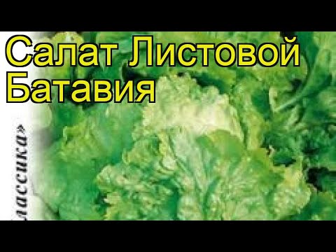 Video: Батавия салат өсүмдүктөрү: Батавия салатынын ар кандай түрлөрү жөнүндө билип алыңыз